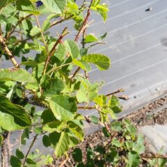 よく見て見ると枝先が齧られていました