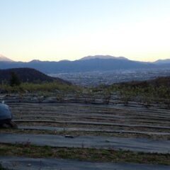 カモマイル・ジャーマン畑の除草作業は日が沈むまで続いています