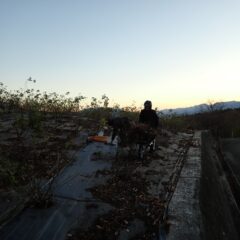 ローズ畑の清掃作業も日没まで続けられています