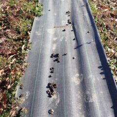 通路の防草シートの上に鹿の糞が！