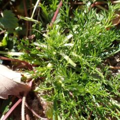 またカモマイル・ジャーマンが齧られていました