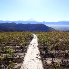 富士山は雪煙を舞い上げ、甲府の街は朝靄の中です