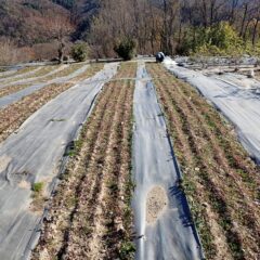 カモマイル・ジャーマン畑の除草作業中