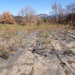 清掃作業が終わったローズ畑