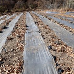 ラベンダー畑にも沢山の落ち葉が舞って来ます