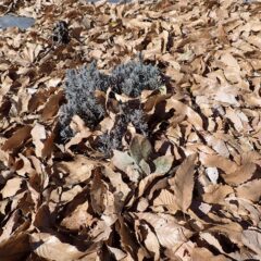 落ち葉で埋まってしまったラベンダー