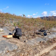 今日はこちらの畑で清掃作業中
