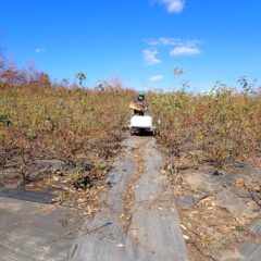 除草した草や舞って来た枯れ葉を畑の外へ運ぼ出しています