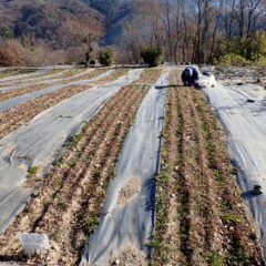 カモマイル・ジャーマン畑の除草作業が続いています