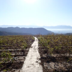 冷たい空気に包まれたローズ畑