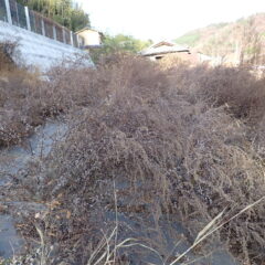 収穫しないで残しておいたヨモギが種を沢山付けて枯れています