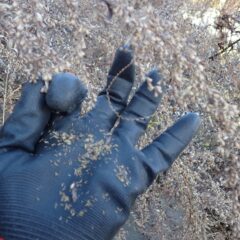 枯れた花穂の先を軽く握ると沢山の種がこぼれ落ちて来ます