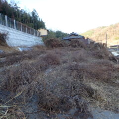 枯れたヨモギを刈取りました