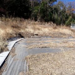 ヨモギ畑の周囲が雑草で埋め尽くされています