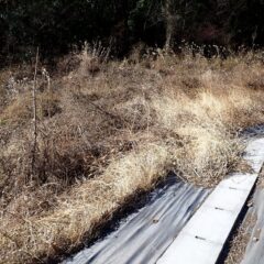 背丈ほどの雑草が密集しています