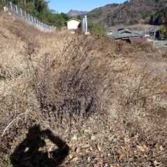 雑草で先が見えない状態です