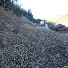 刈った草を片付けると奥まで見渡せます