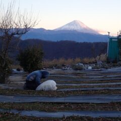 今日も夕陽が沈むまでカモマイル・ジャーマン畑の除草作業は続いています