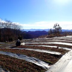 早朝からカモマイル・ジャーマン畑の除草作業が続けられています