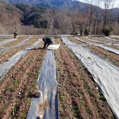 今日も冷たい風が容赦無く吹き付けています