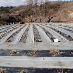 鹿に葉っぱを全部たべられてしまったブラックマロウ畑