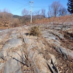 剪定の終わったローズの株