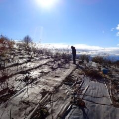 ローズの剪定作業が始まりました