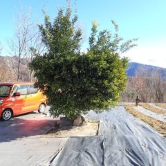 作業の都合上ユズの脇を車が通れる様に枝切り作業をしました