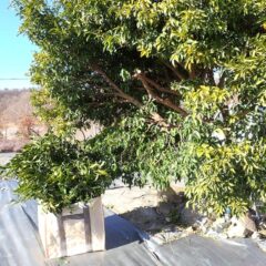 車が通れる様に横の枝を切り落としました