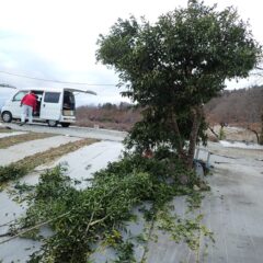 かなりバッサリと切り落としました