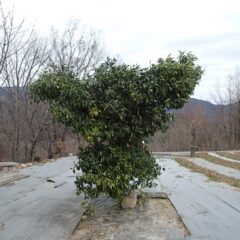 ちょっと不格好になりましたが作業の車が通れる様になりました