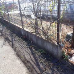 お正月に参拝する方々の邪魔になったり、ケガをしないように枝を切りました