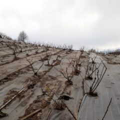 剪定作業が終わった農場のローズ畑