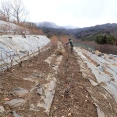 剪定作業はこちらの畑に移っています