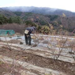 厳寒の中で黙々と剪定作業が進んでいます