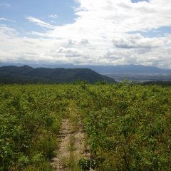 秋晴れに恵まれた農場のローズ畑