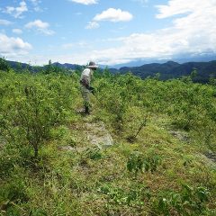 ローズ畑の草刈り作業中