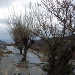 朝から一日小雨の天気予報なので雨が降り出すまで残りの梅の木の枝切り作業をしました