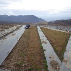 勿論、雨が降っていなければカモマイル・ジャーマン畑の除草作業も継続中です