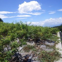 急に真夏の暑さになったローズ畑では除草作業が続いています