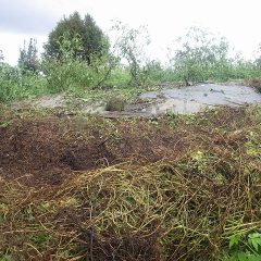 つる草を崖下まで切り落とします