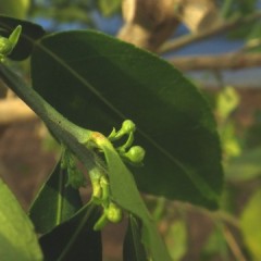 可愛らしい花芽が出来ていました