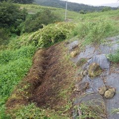 ここまでつる草を崖下まで切り落としたところで突然雷鳴が轟き、大粒の雨がバラバラと落ちて来ました