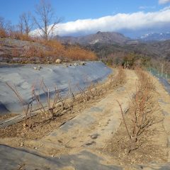 綺麗に剪定が終わったローズ畑