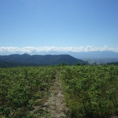 農場のローズ畑は再び真夏日になりました