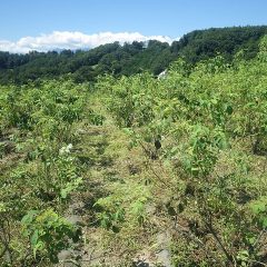 ローズ畑の除草作業が続いています