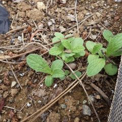 こぼれ種から発芽した苗を発見しました