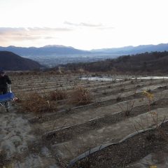 剪定した枝の片付け