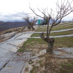 ポツポツと時折雨粒が顔に当たりますが反対側の最後の2本の枝切り作業終了