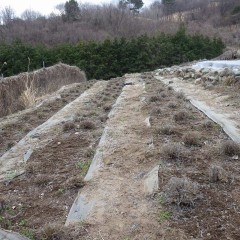 今年も沢山花を咲かせてくれる事を願っています